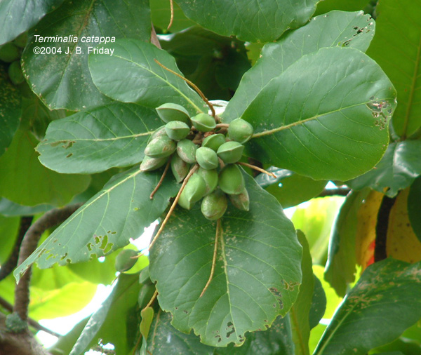 بادام گرمسیری